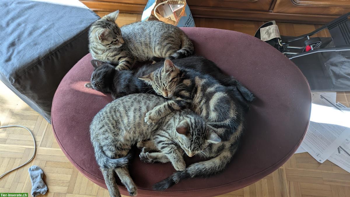 Bild 7: 2 Kitten von Bengalmix Katze, schwarz + braun-schwarz, Freigänger