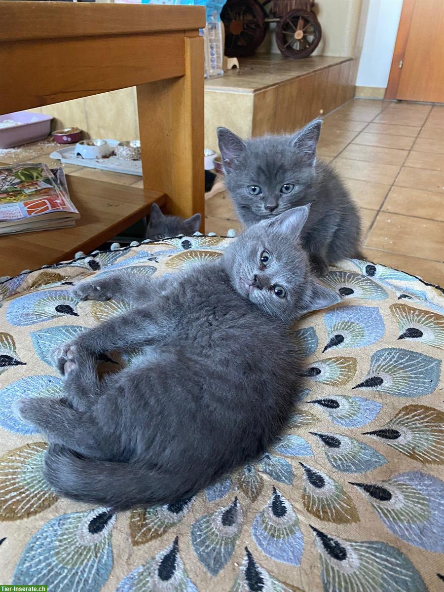 Britisch Kurzhaar Mix Kitten, graue und schwarze