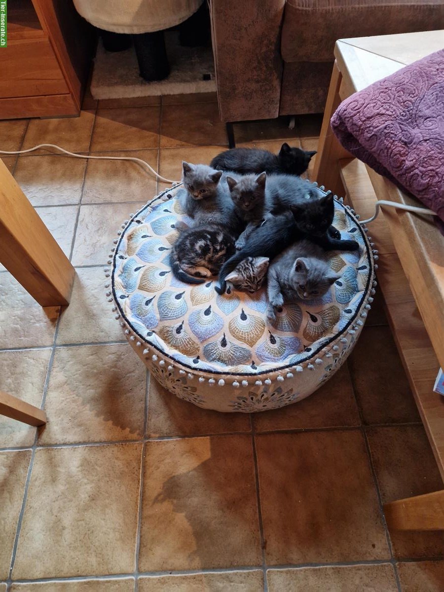 Bild 3: Britisch Kurzhaar Mix Kitten, graue und schwarze