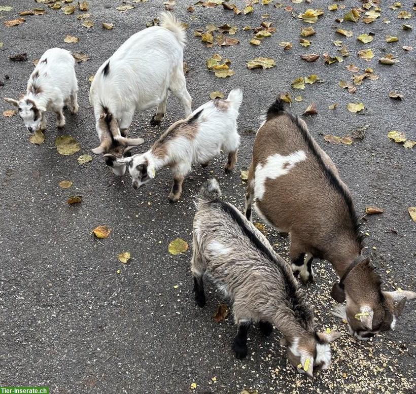 Zwergziegen mit Jungtieren und Bock zu verkaufen