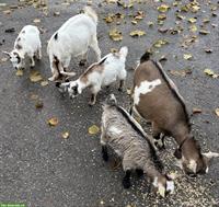 Zwergziegen mit Jungtieren und Bock zu verkaufen