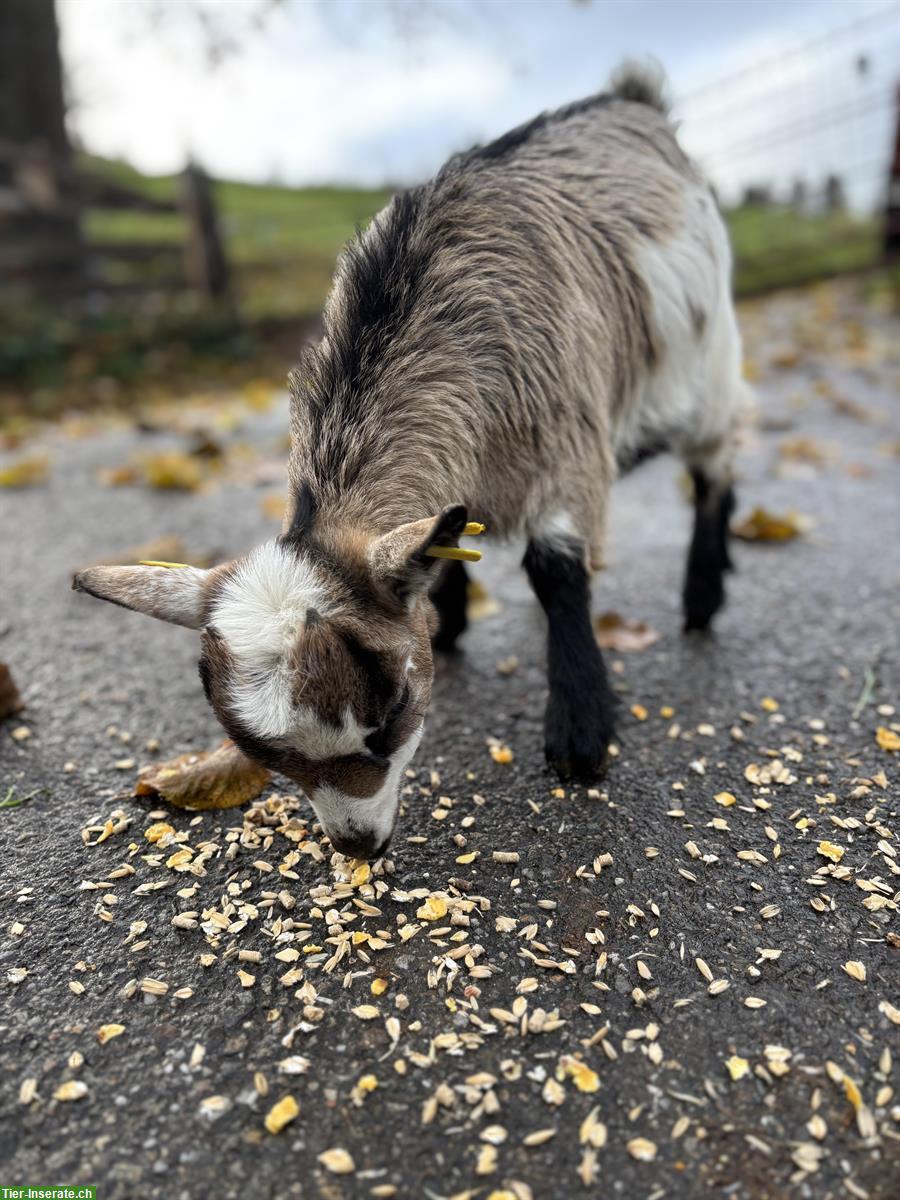 Bild 2: Zwergziegen mit Jungtieren und Bock zu verkaufen