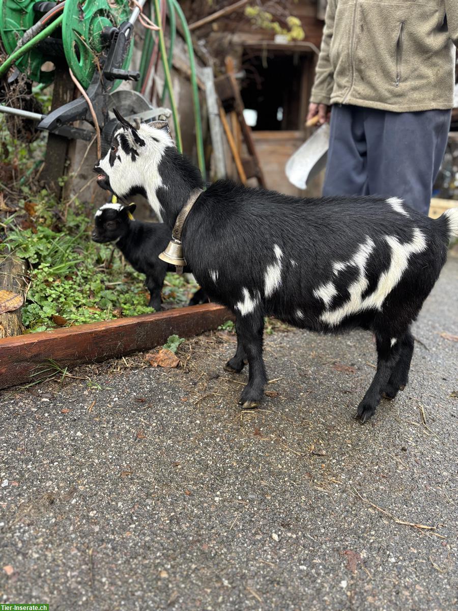 Bild 3: Zwergziegen mit Jungtieren und Bock zu verkaufen