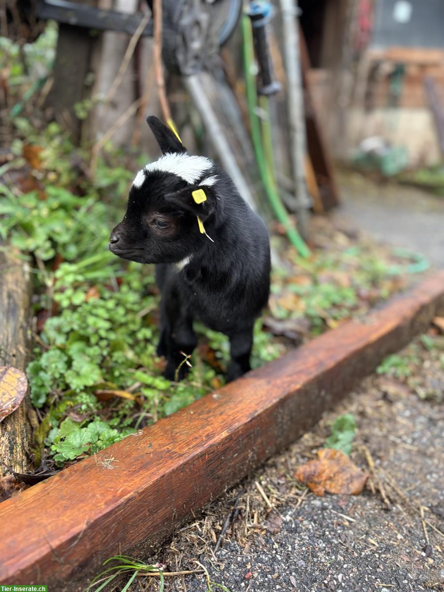 Bild 4: Zwergziegen mit Jungtieren und Bock zu verkaufen