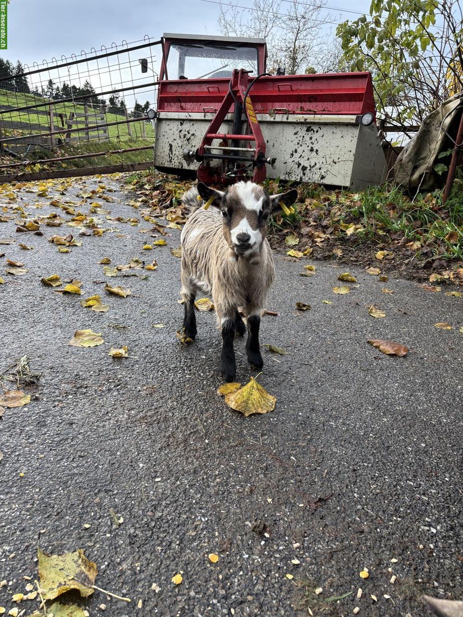 Bild 5: Zwergziegen mit Jungtieren und Bock zu verkaufen