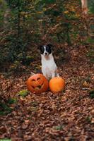 Wurfankündigung seltene Schilthund x Appenzeller Sennenhund