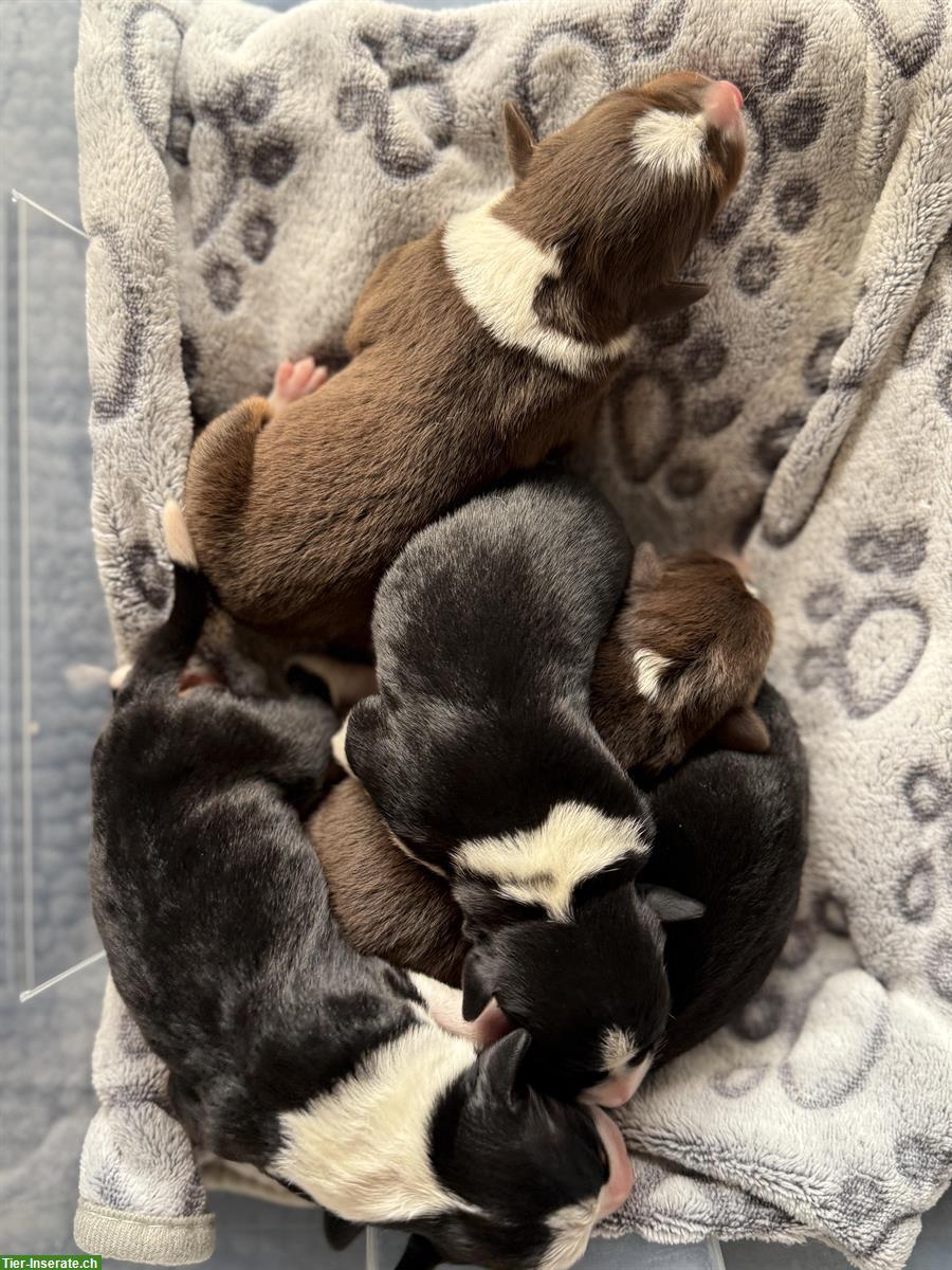 Bild 2: Seltene Schilthund x Appenzeller Sennenhund Welpen