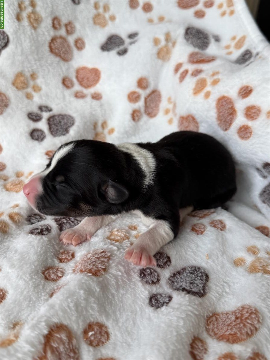 Bild 3: Seltene Schilthund x Appenzeller Sennenhund Welpen