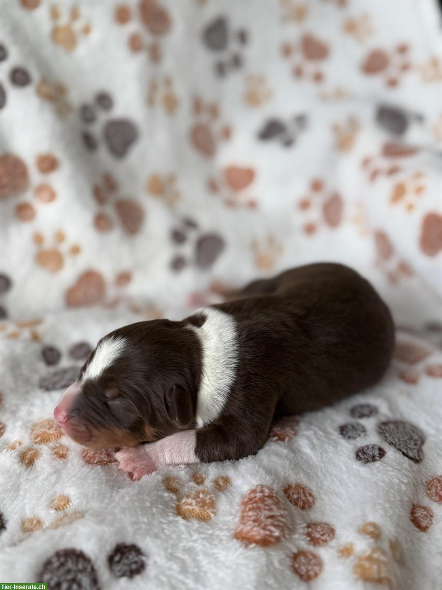 Bild 4: Seltene Schilthund x Appenzeller Sennenhund Welpen