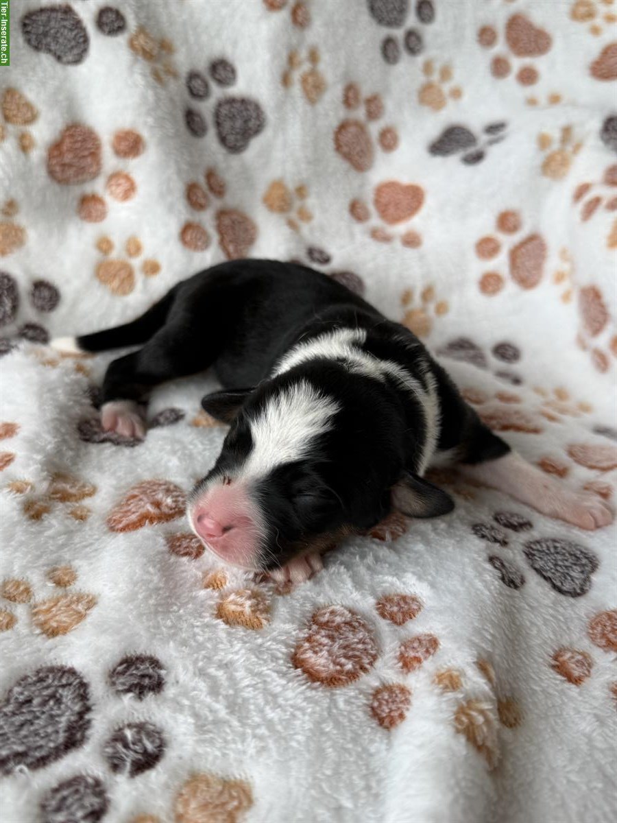 Bild 5: Seltene Schilthund x Appenzeller Sennenhund Welpen