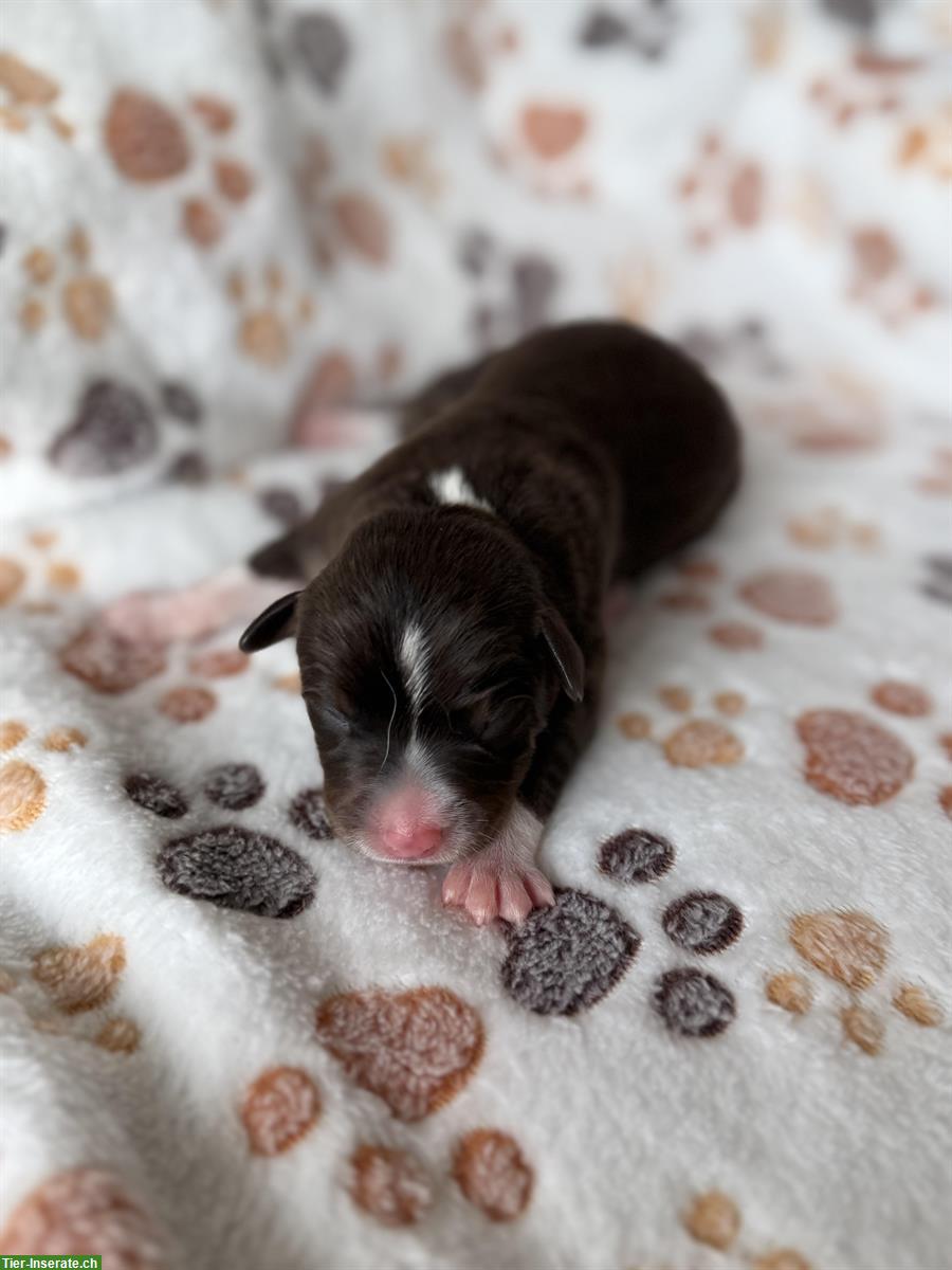 Bild 6: Seltene Schilthund x Appenzeller Sennenhund Welpen