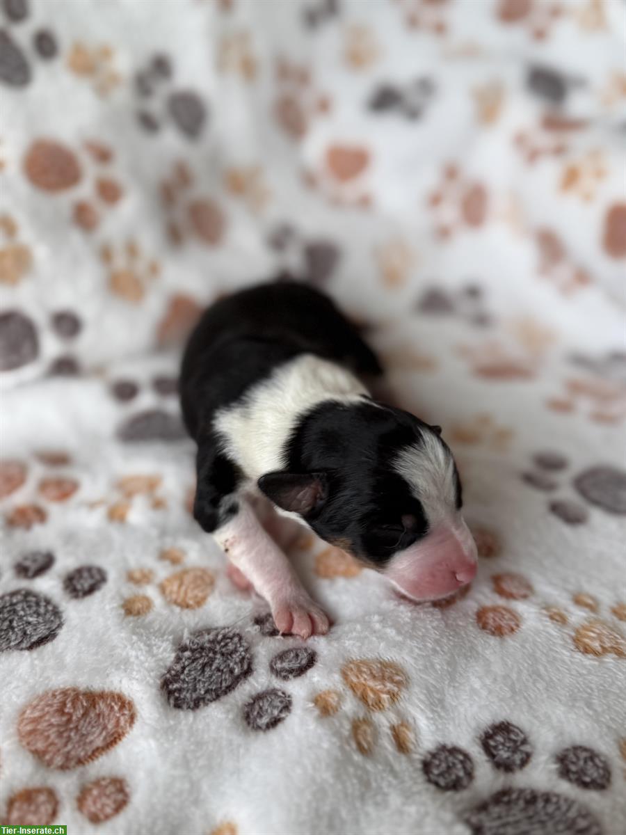 Bild 7: Seltene Schilthund x Appenzeller Sennenhund Welpen