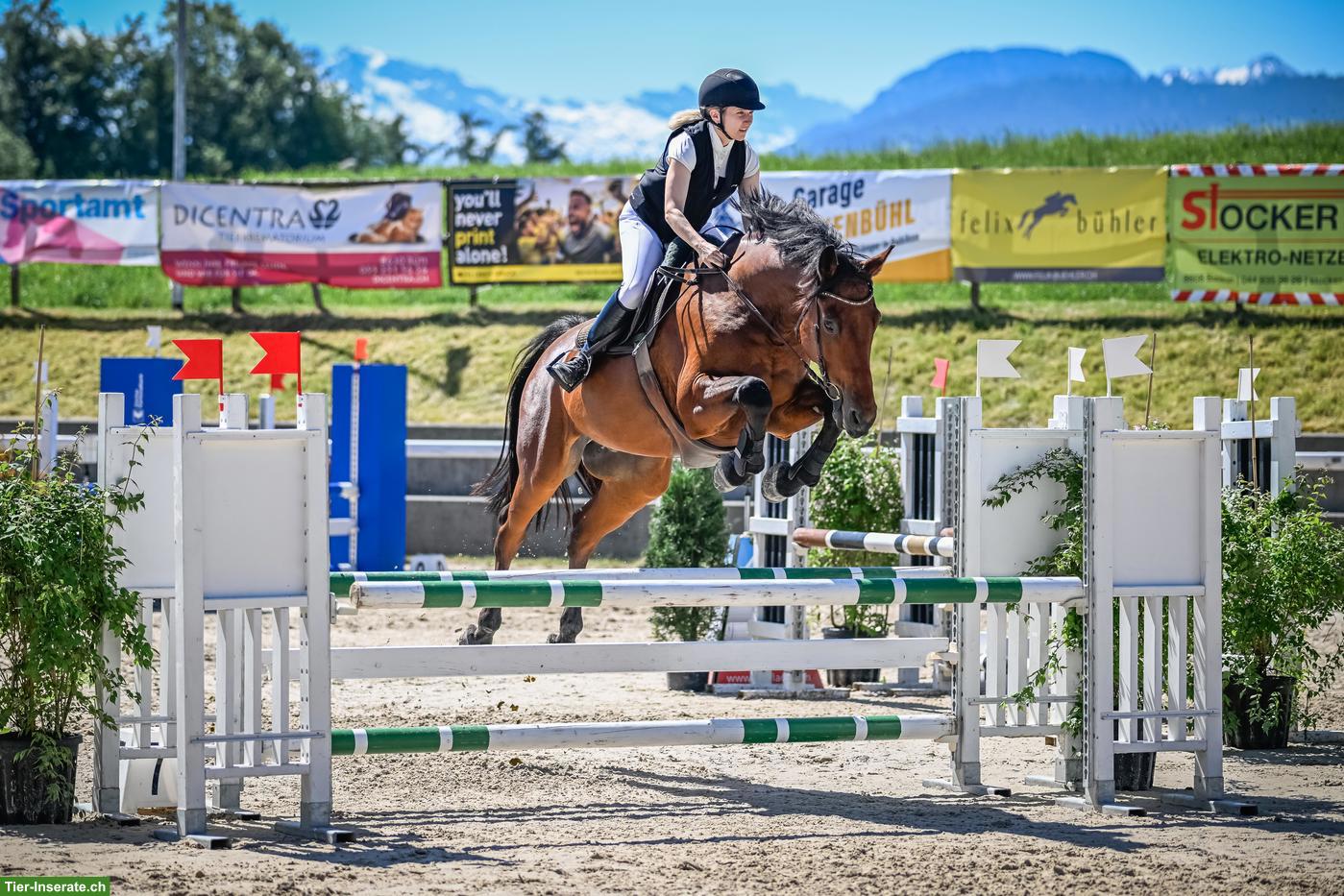 Biete GRATIS Beritt gegen Springmöglichkeit