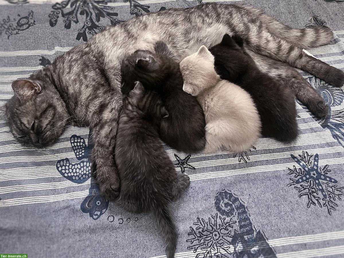 Bezaubernde BKH Kitten suchen ein Plätzchen