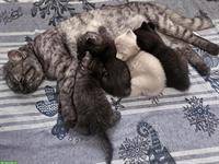 Bezaubernde BKH Kitten suchen ein Plätzchen