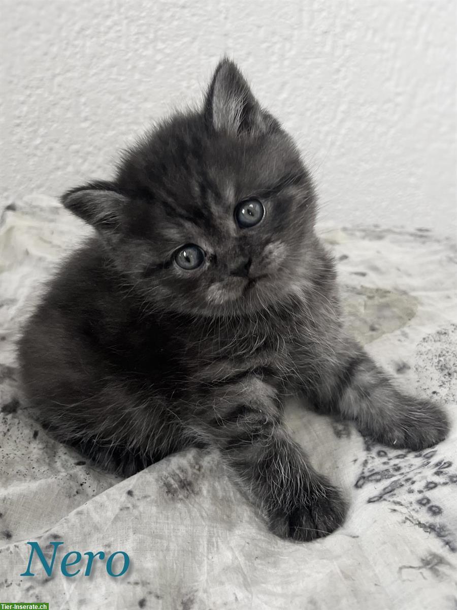 Bild 2: Bezaubernde BKH Kitten suchen ein Plätzchen