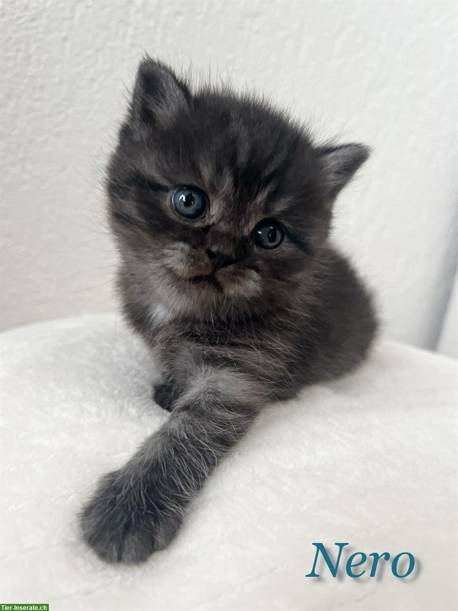 Bild 3: Bezaubernde BKH Kitten suchen ein Plätzchen