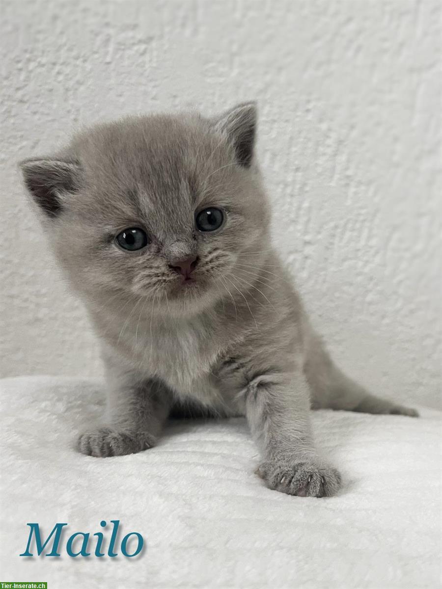 Bild 5: Bezaubernde BKH Kitten suchen ein Plätzchen