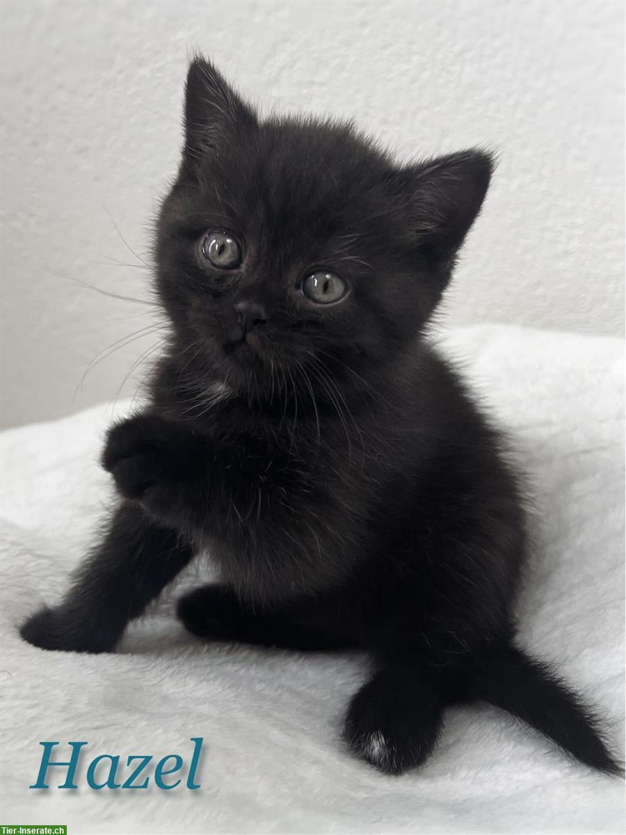 Bild 6: Bezaubernde BKH Kitten suchen ein Plätzchen