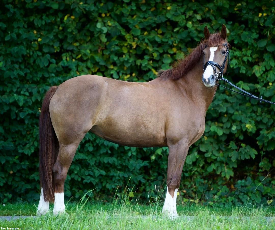 Freiberger Stute zu verkaufen, zuverlässiges Freizeitpferd