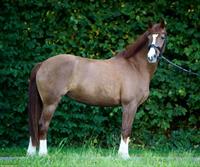 Freiberger Stute zu verkaufen, zuverlässiges Freizeitpferd