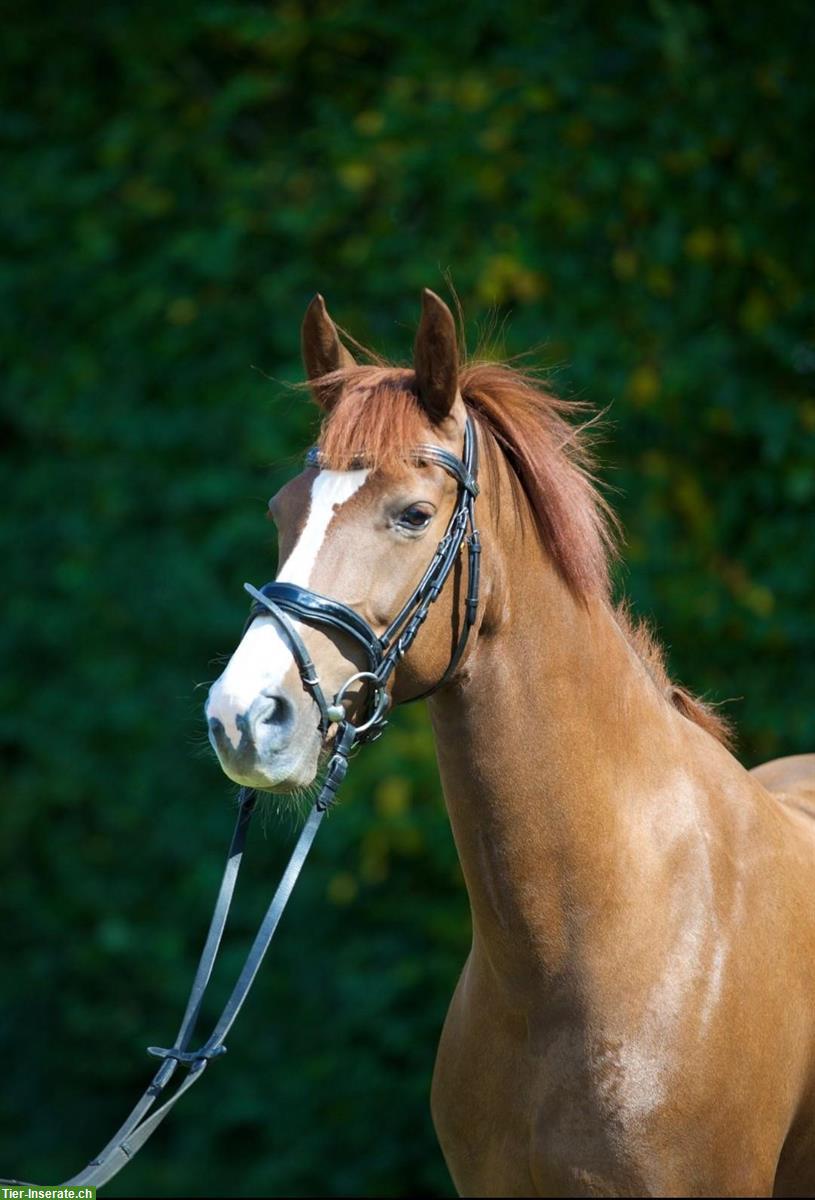 Bild 2: Freiberger Stute zu verkaufen, zuverlässiges Freizeitpferd