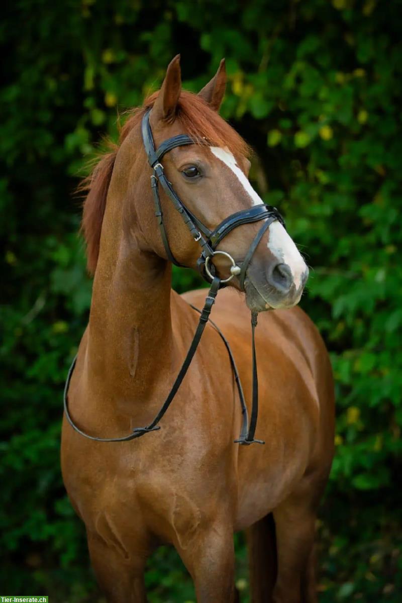 Bild 3: Freiberger Stute zu verkaufen, zuverlässiges Freizeitpferd