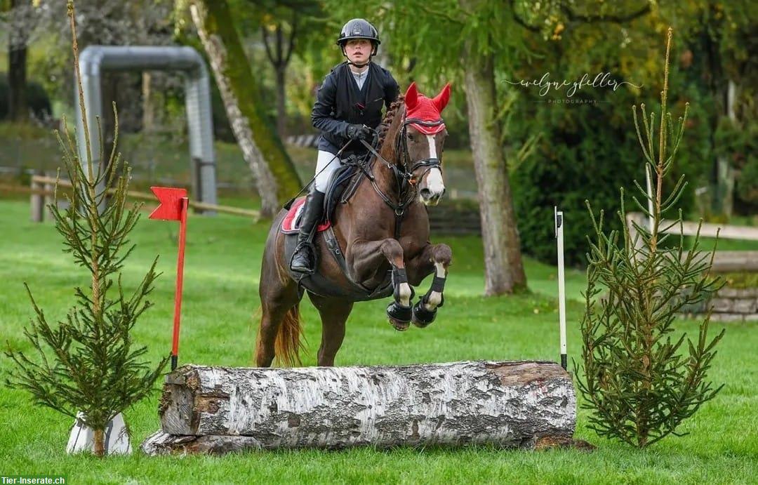 Bild 4: Freiberger Stute zu verkaufen, zuverlässiges Freizeitpferd