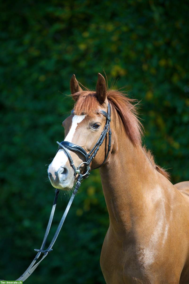Bild 5: Freiberger Stute zu verkaufen, zuverlässiges Freizeitpferd