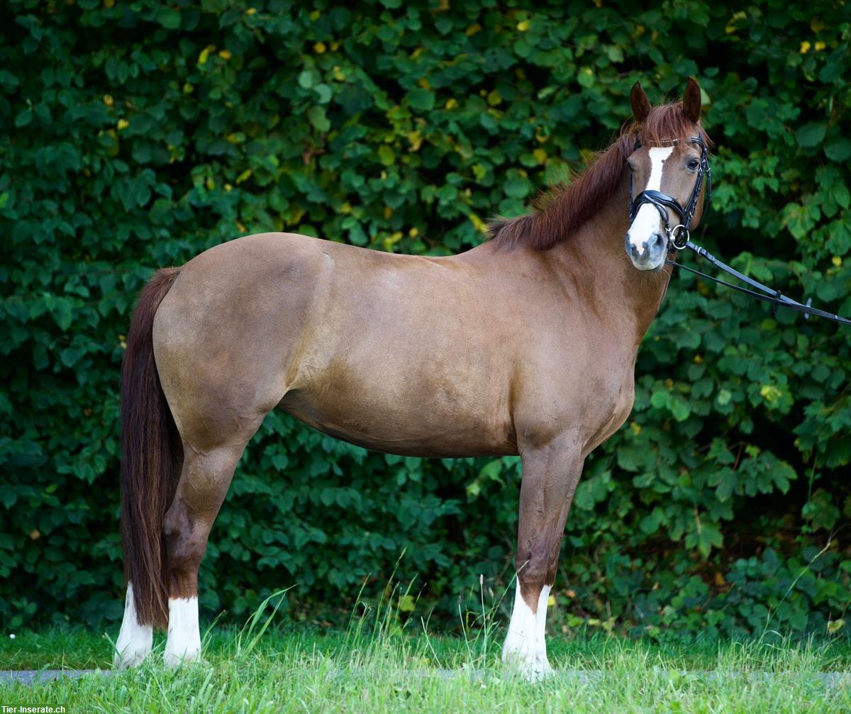 Bild 6: Freiberger Stute zu verkaufen, zuverlässiges Freizeitpferd