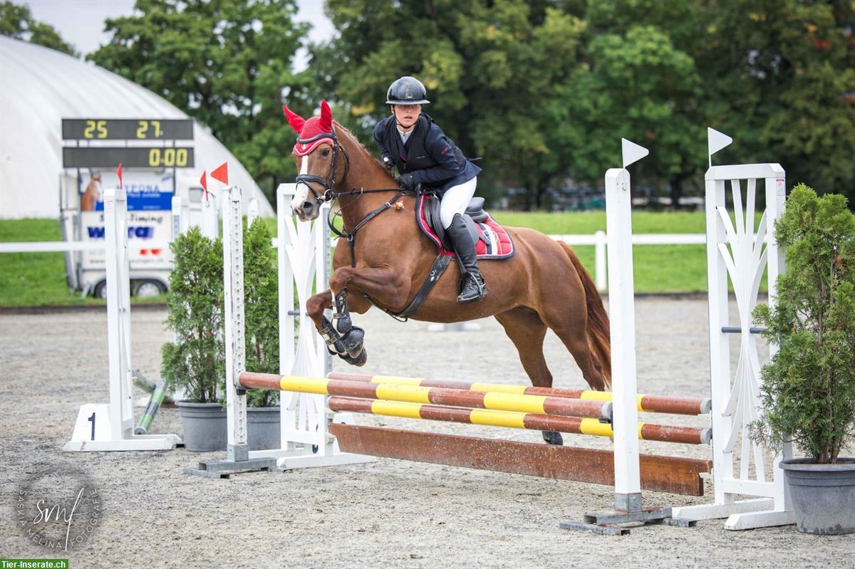 Bild 7: Freiberger Stute zu verkaufen, zuverlässiges Freizeitpferd