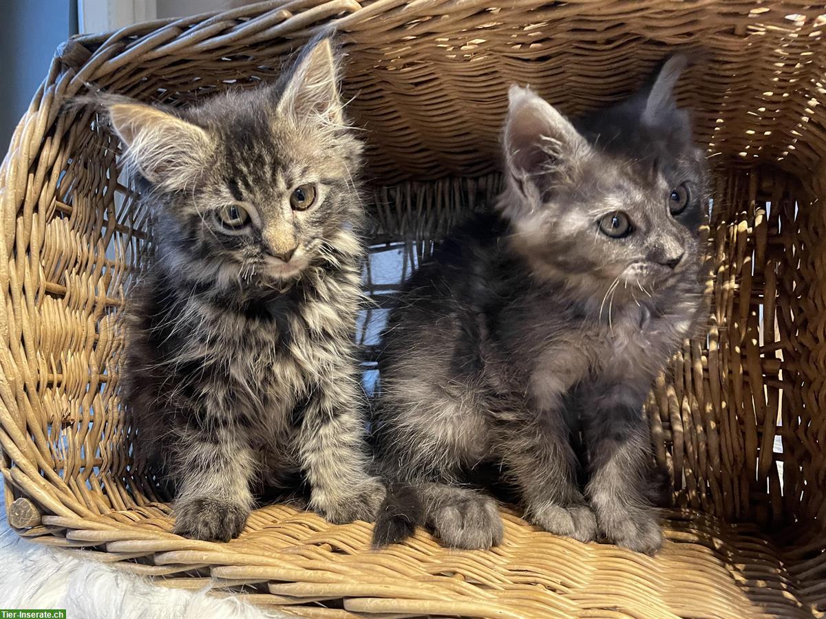 Maine Coon Kitten abzugeben