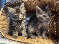 Maine Coon Kitten abzugeben