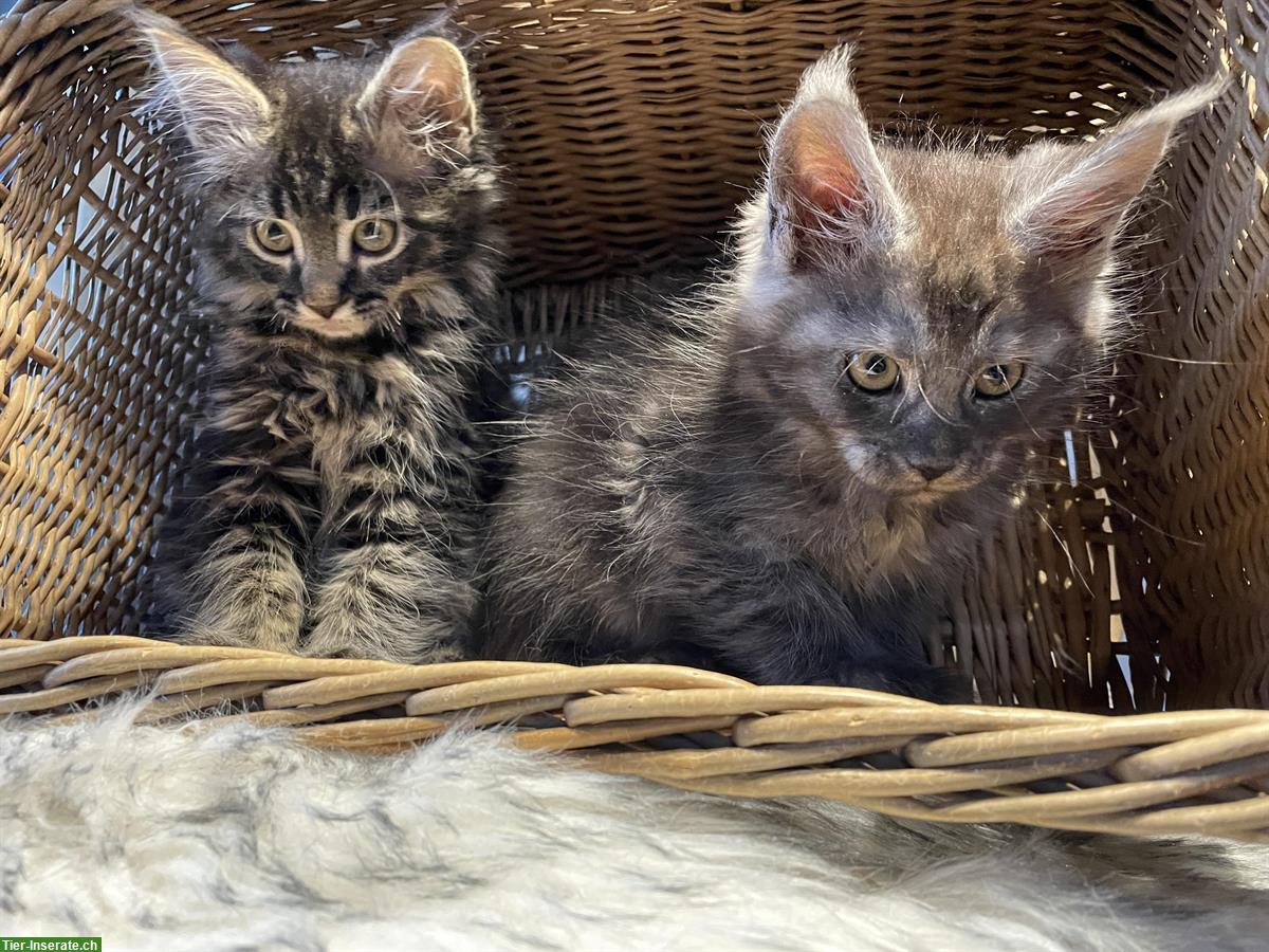 Bild 2: Maine Coon Kitten abzugeben