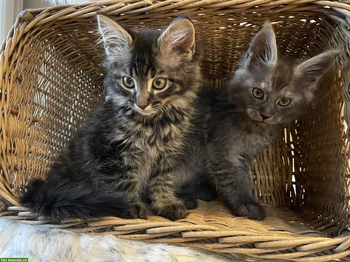 Bild 3: Maine Coon Kitten abzugeben