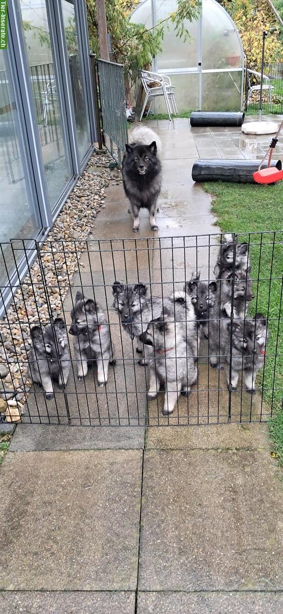 Wolfsspitz Welpen Rüden zu verkaufen