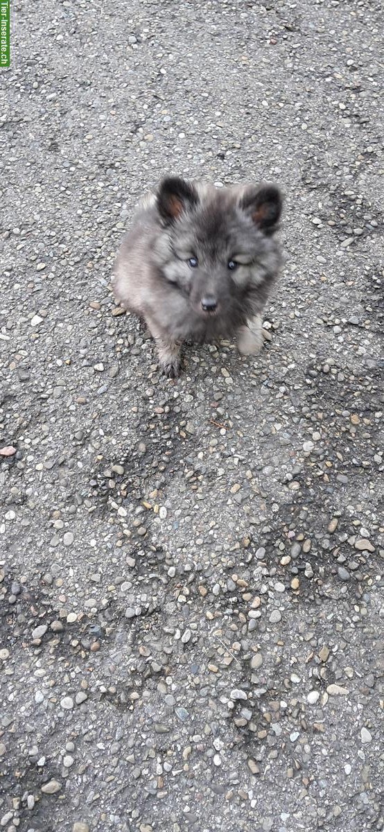 Bild 2: Wolfsspitz Welpen Rüden zu verkaufen