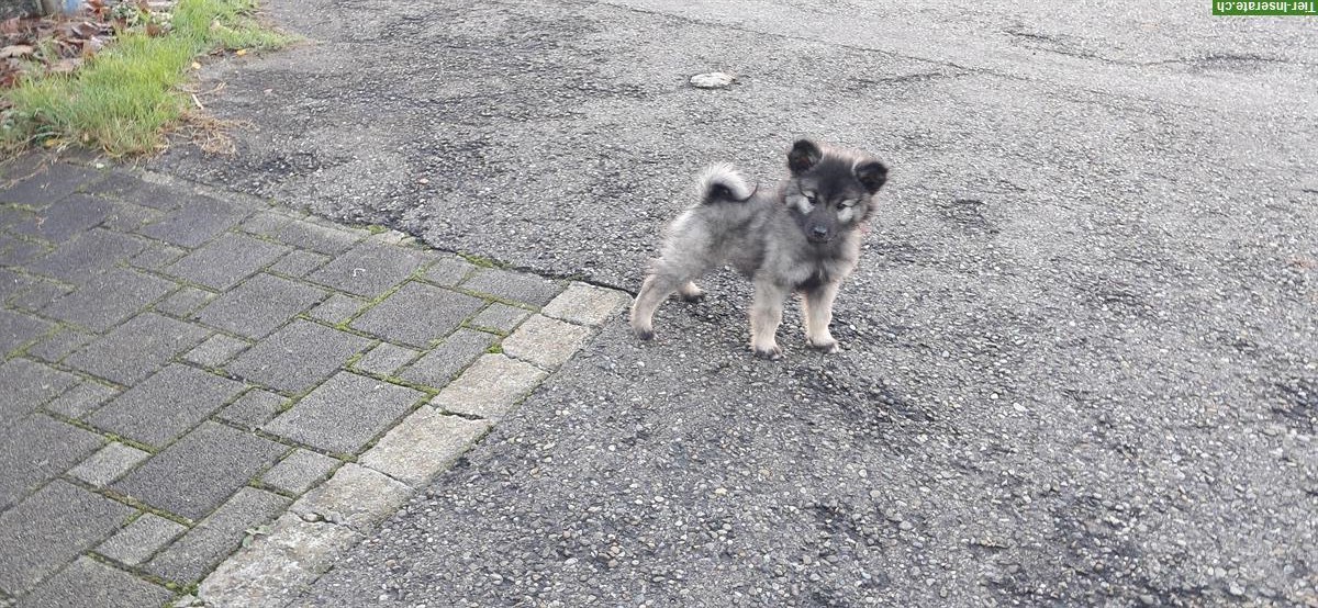Bild 3: Wolfsspitz Welpen Rüden zu verkaufen