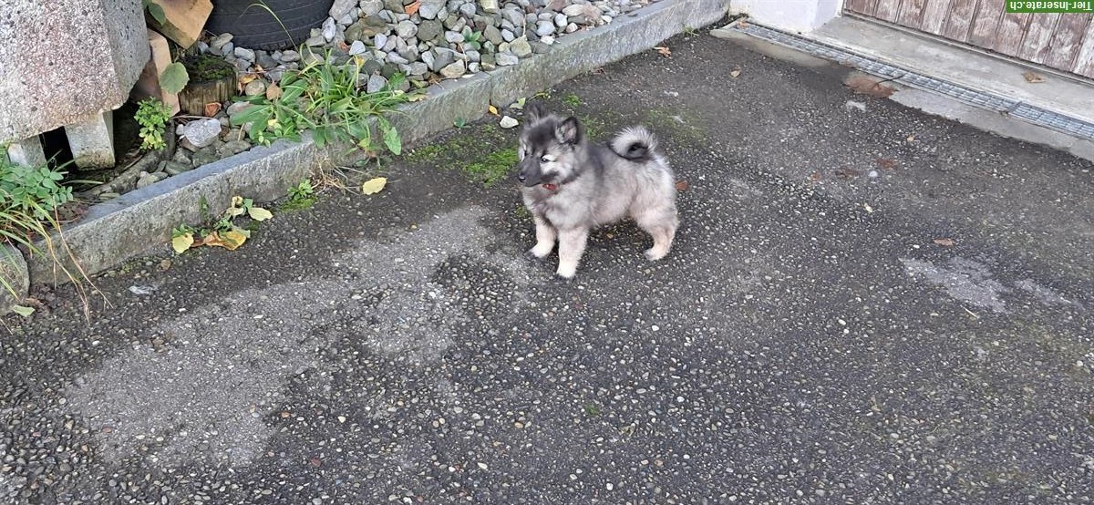 Bild 4: Wolfsspitz Welpen Rüden zu verkaufen