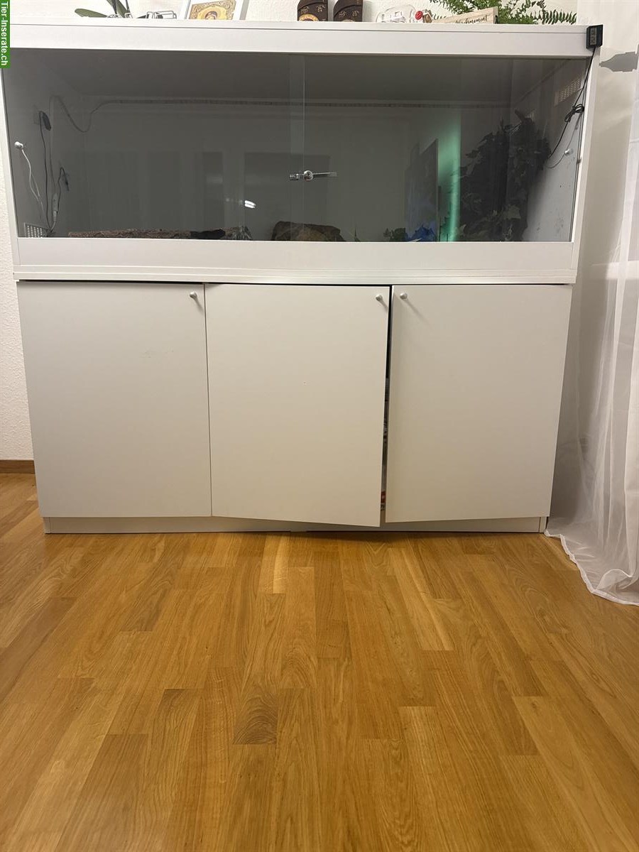 Terrarium mit Python Schlange zu verkaufen