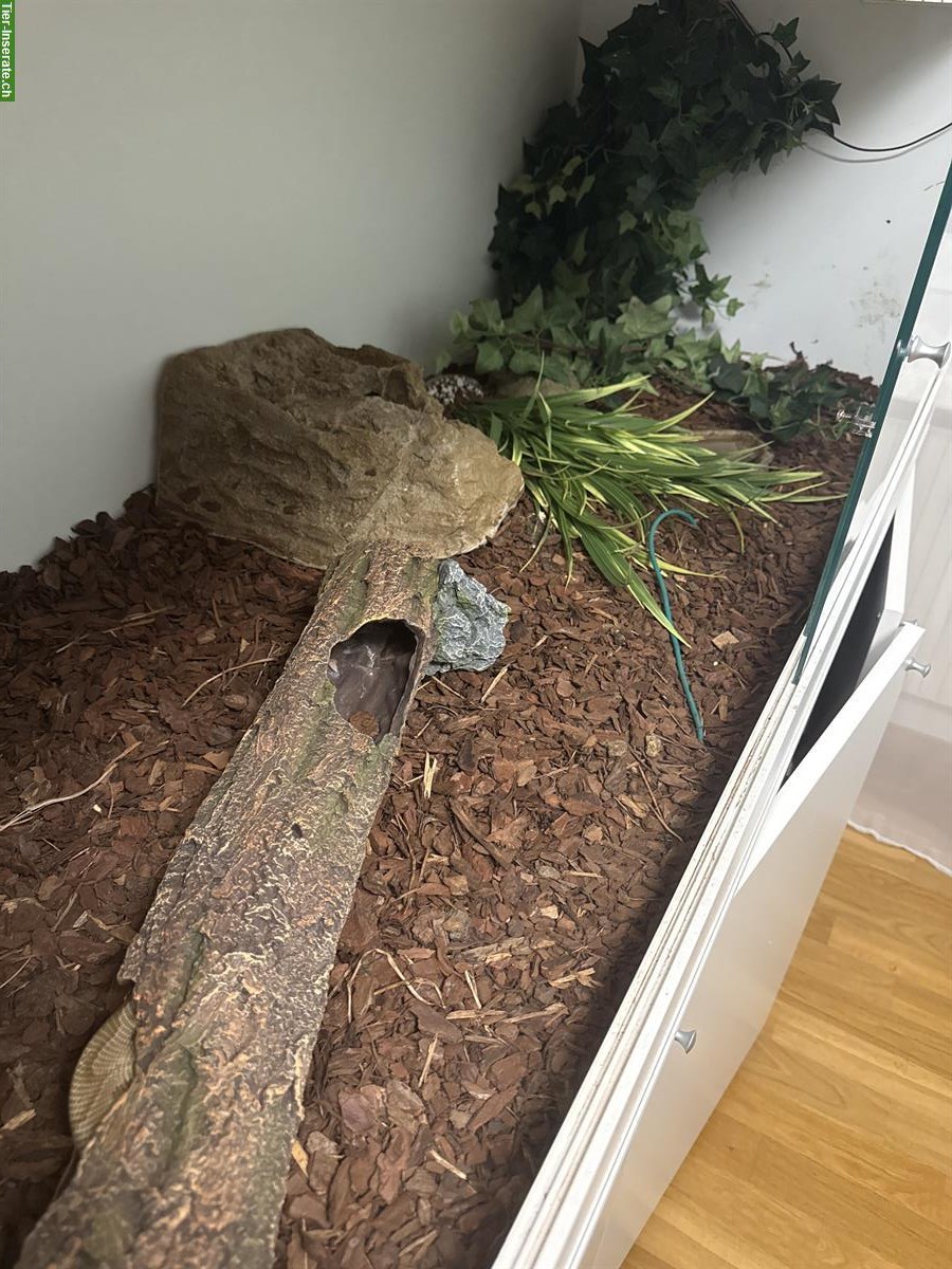 Bild 2: Terrarium mit Python Schlange zu verkaufen