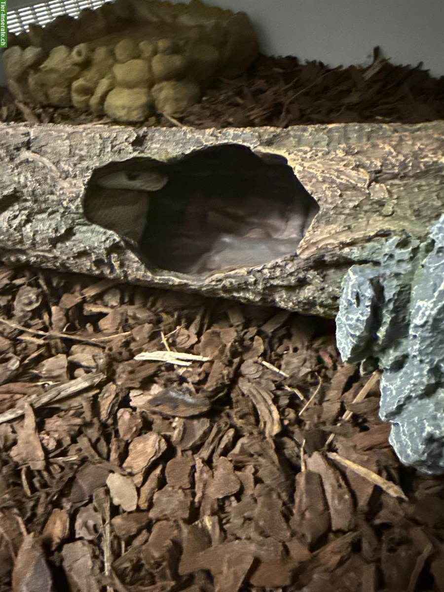 Bild 3: Terrarium mit Python Schlange zu verkaufen