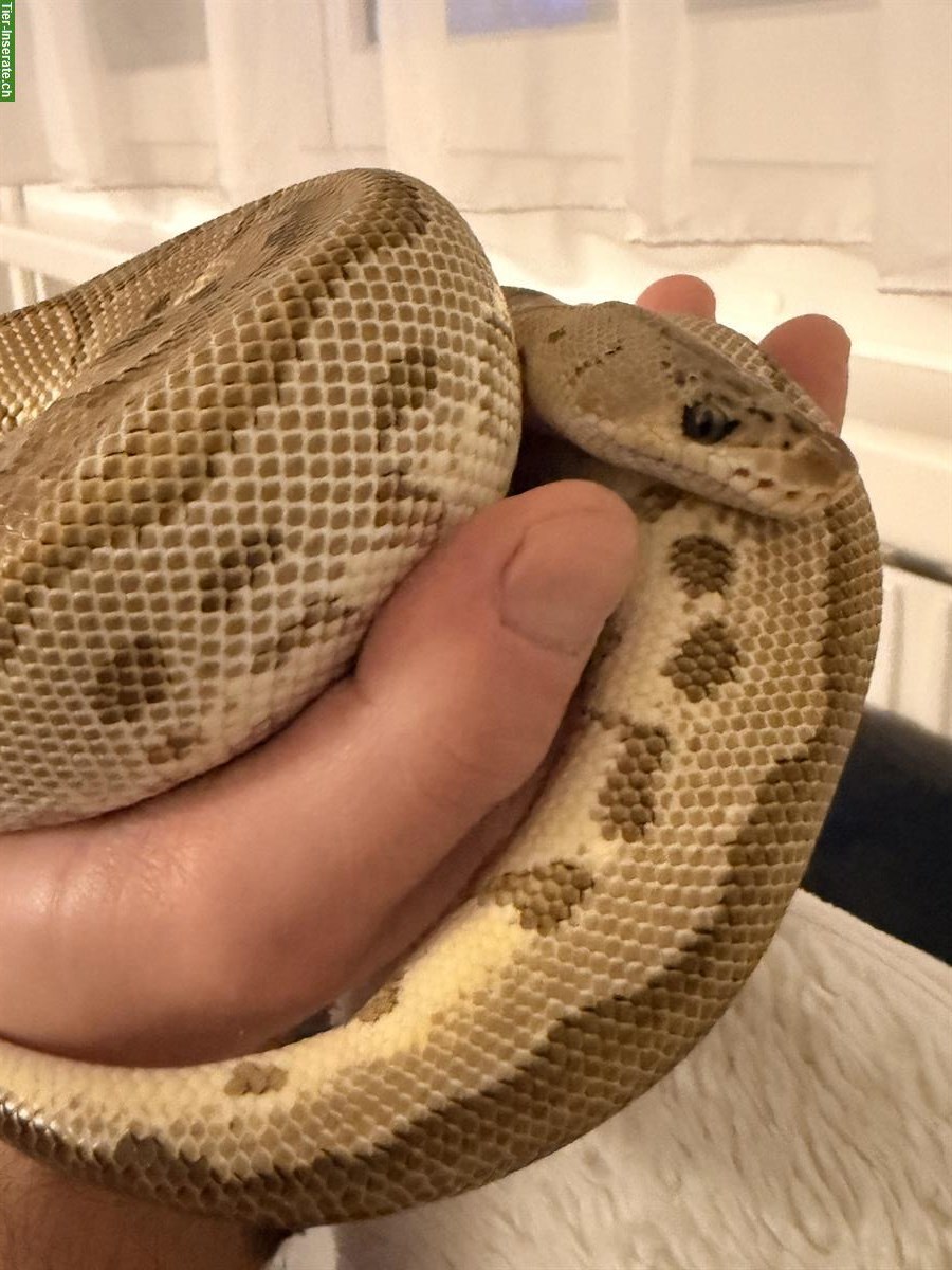 Bild 4: Terrarium mit Python Schlange zu verkaufen