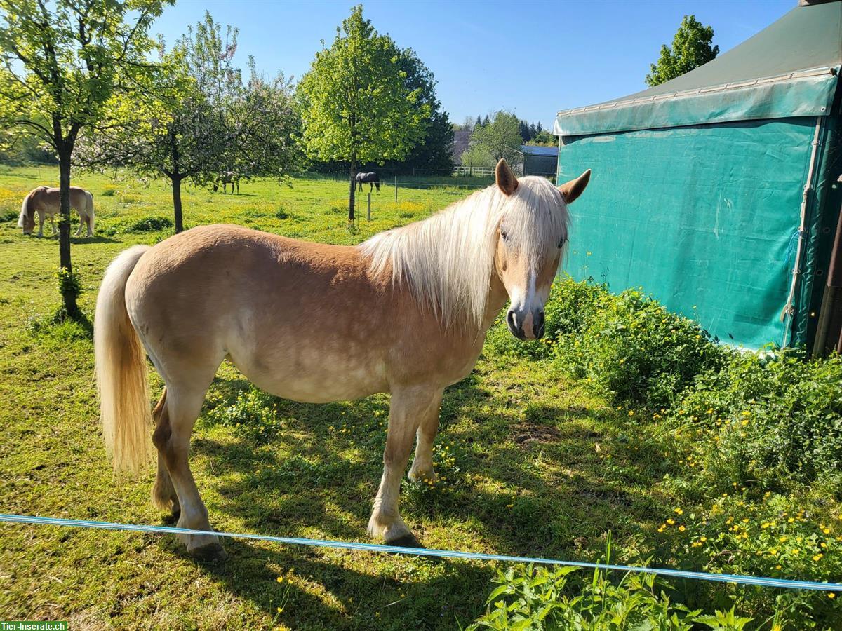 Reitbeteiligung Haflingerstute, 1x pro Woche, Emmen LU