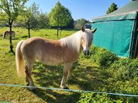Reitbeteiligung Haflingerstute, 1x pro Woche, Emmen LU