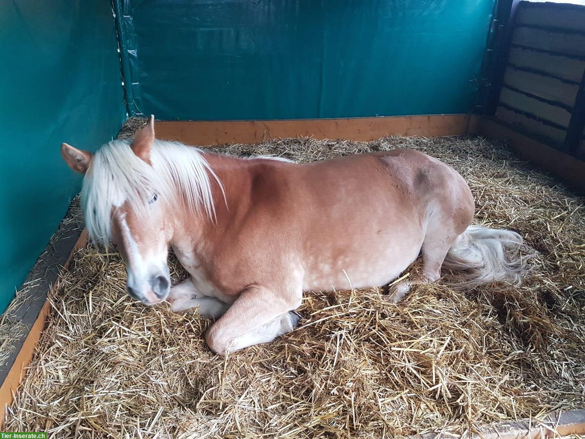 Bild 2: Reitbeteiligung Haflingerstute, 1x pro Woche, Emmen LU