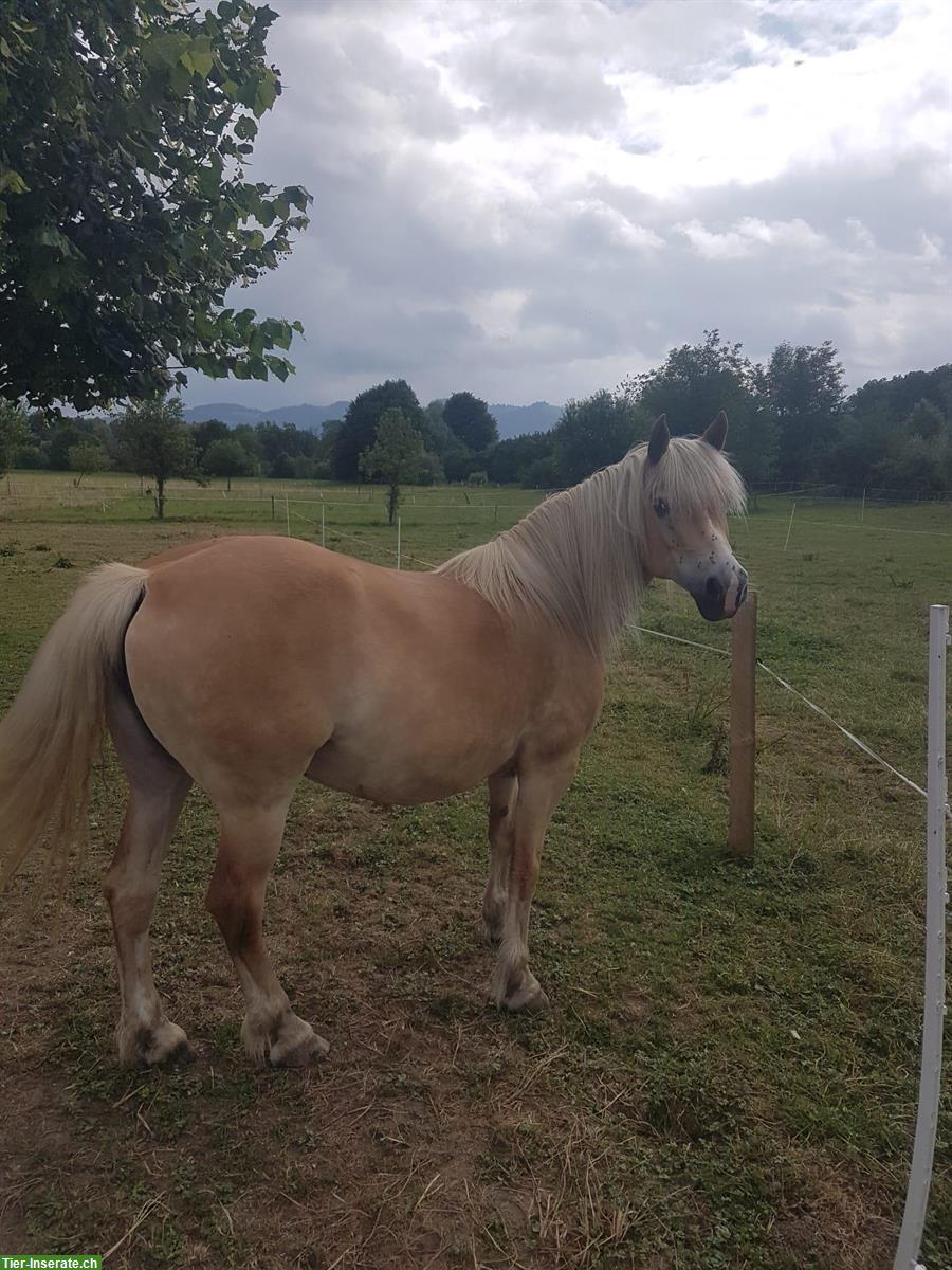 Bild 3: Reitbeteiligung Haflingerstute, 1x pro Woche, Emmen LU