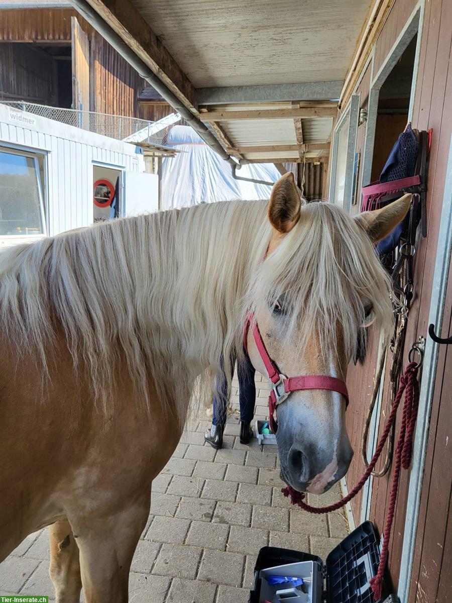 Bild 4: Reitbeteiligung Haflingerstute, 1x pro Woche, Emmen LU