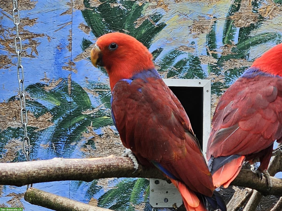 0.2 Neuguinea Edelpapageien zu verkaufen