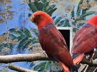 0.2 Neuguinea Edelpapageien zu verkaufen